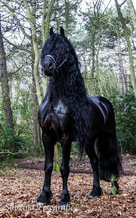 Friesian Horses